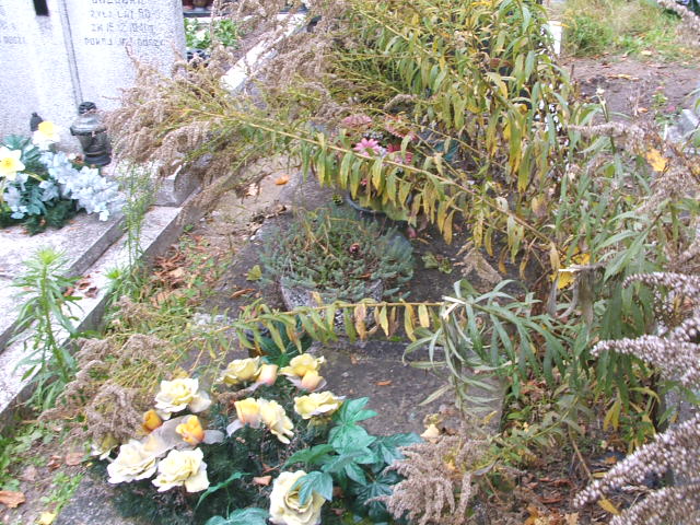  Ulińska 1946 Siedlce - Grobonet - Wyszukiwarka osób pochowanych